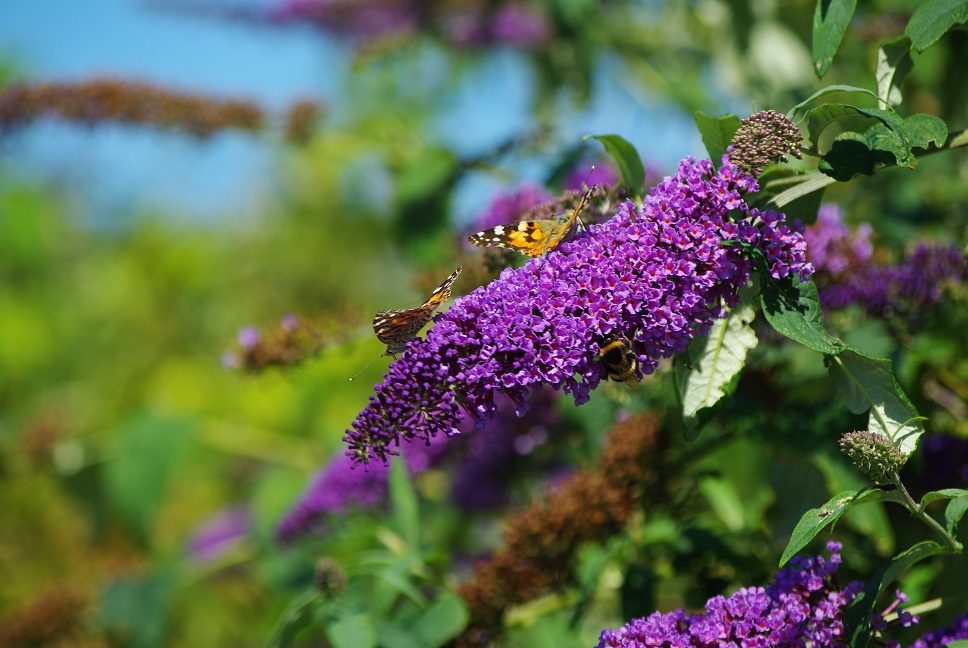 Buddleïa-2